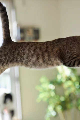 прыжок, комната, кошка, кот