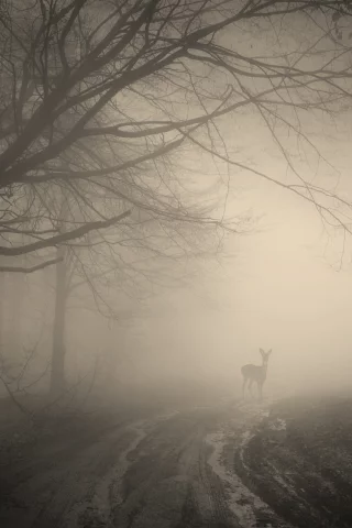 deer, creepy, nature, landscape, жуткий, forest, лес, деревья, trees, misty