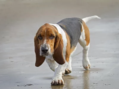 beagle, собака, друг
