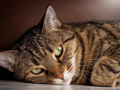 глаза, кошка, лежит, смотрит, взгляд, полосатый, кот
