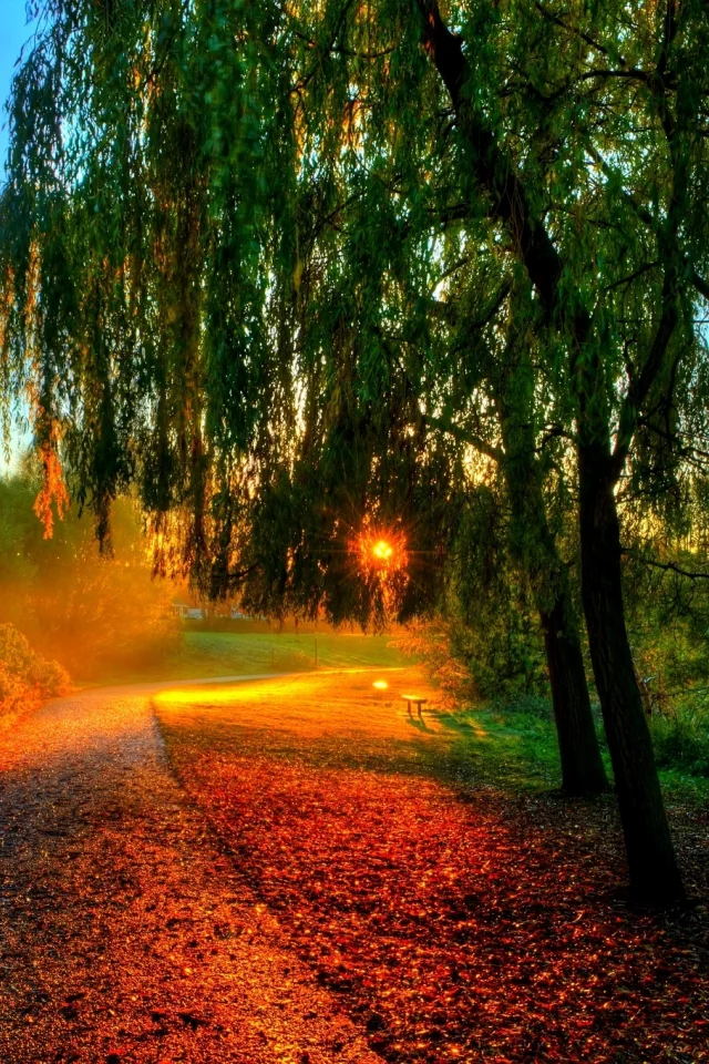 hdr, walk, sun, sunset, nature, bench, autumn, water, trees, river, forest, rays, leaves
