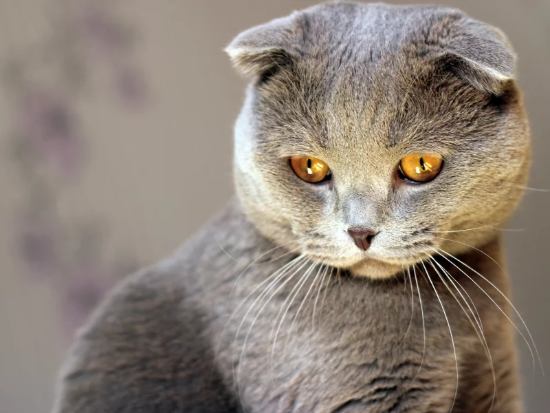 серый, кошка, взгляд, кот