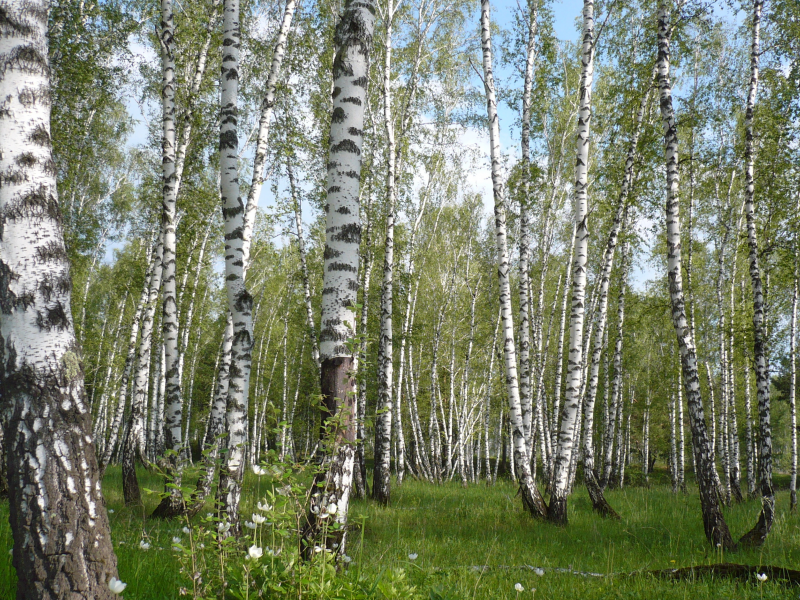 Шушенский бор национальный парк фото