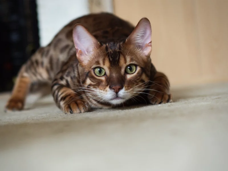 котэ, крадется, кот, бенгальский
