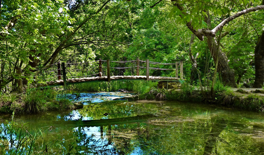 зелень, мост, лес, водоросли, растительность, речка