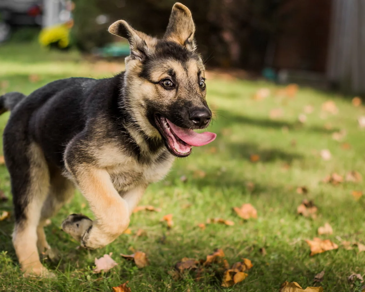 german shepherd, dog, friend