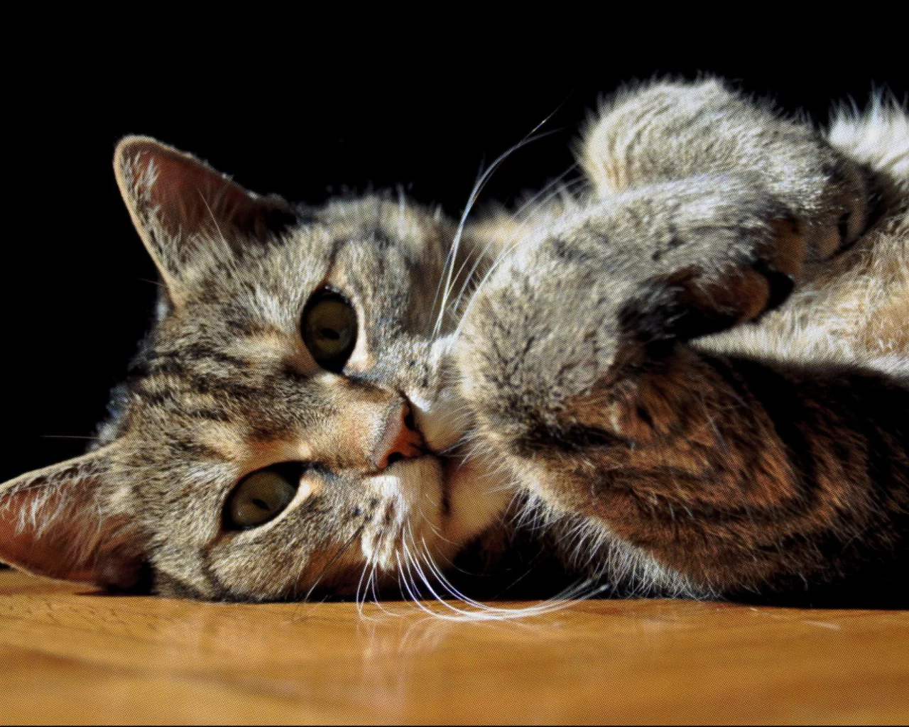 лежит, кошка, в полоску, серый, кот