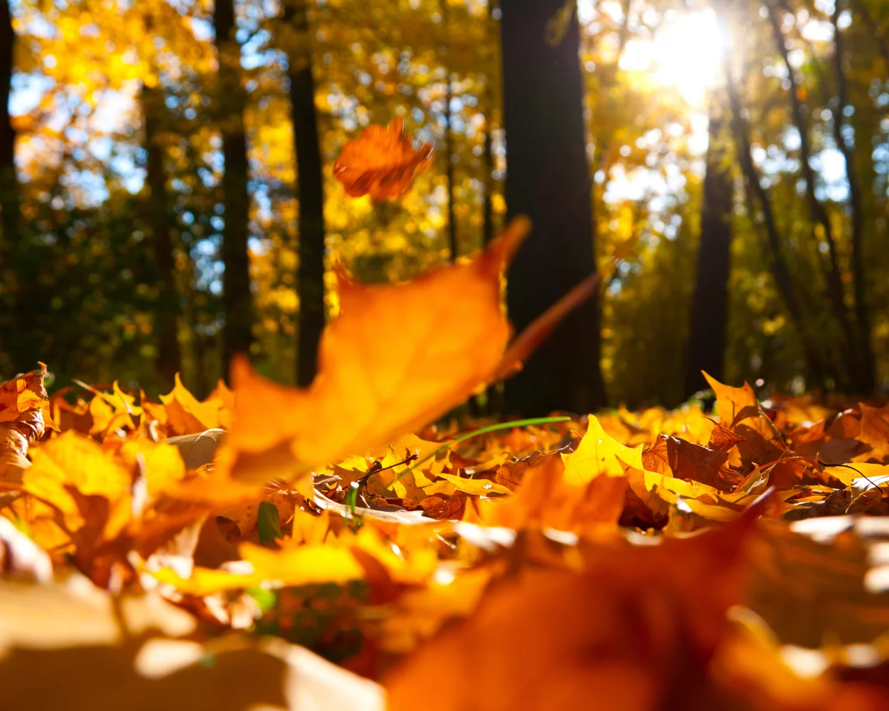 macro, beautiful, nature, falling oak yellow leaves, autumn trees , landscape, scenic, forest 