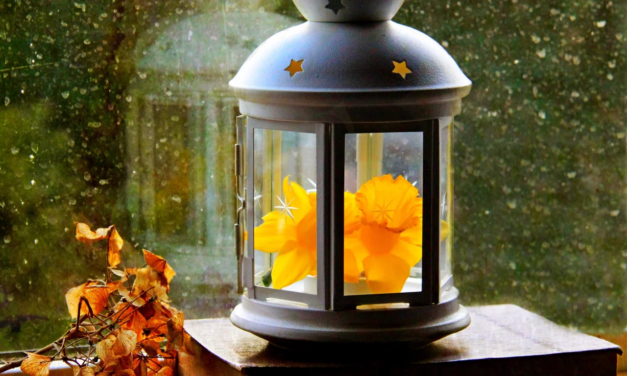 drops, narcissus, autumn, window, leaves, spring, lantern, paper, flower, фонарь