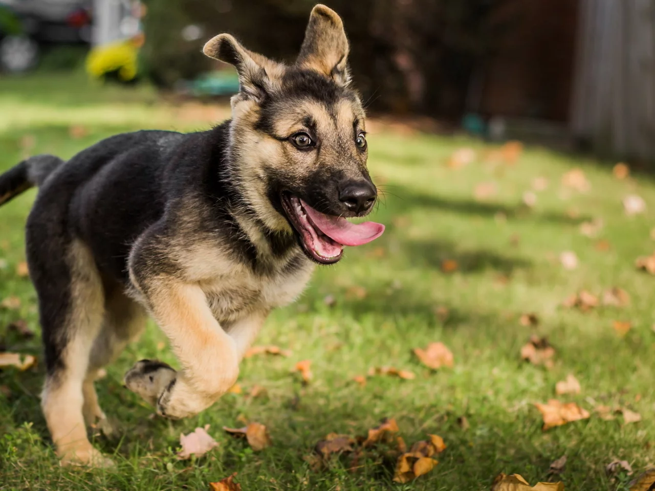 german shepherd, dog, friend