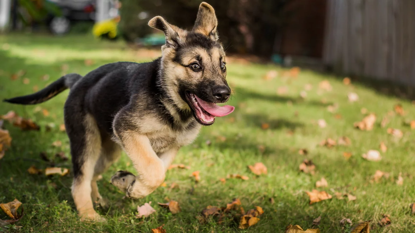 german shepherd, dog, friend