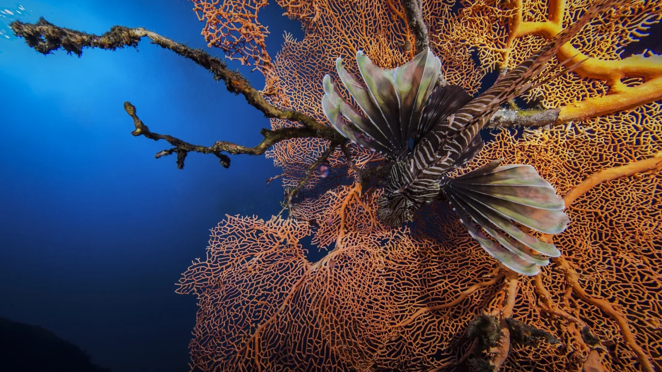 рыба-зебра, кораллы, полосатая крылатка, lionfish, рыба-лев