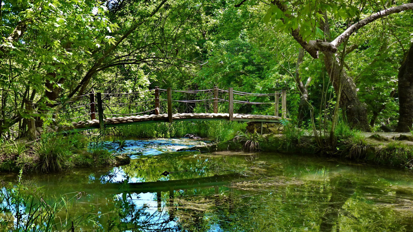 зелень, мост, лес, водоросли, растительность, речка