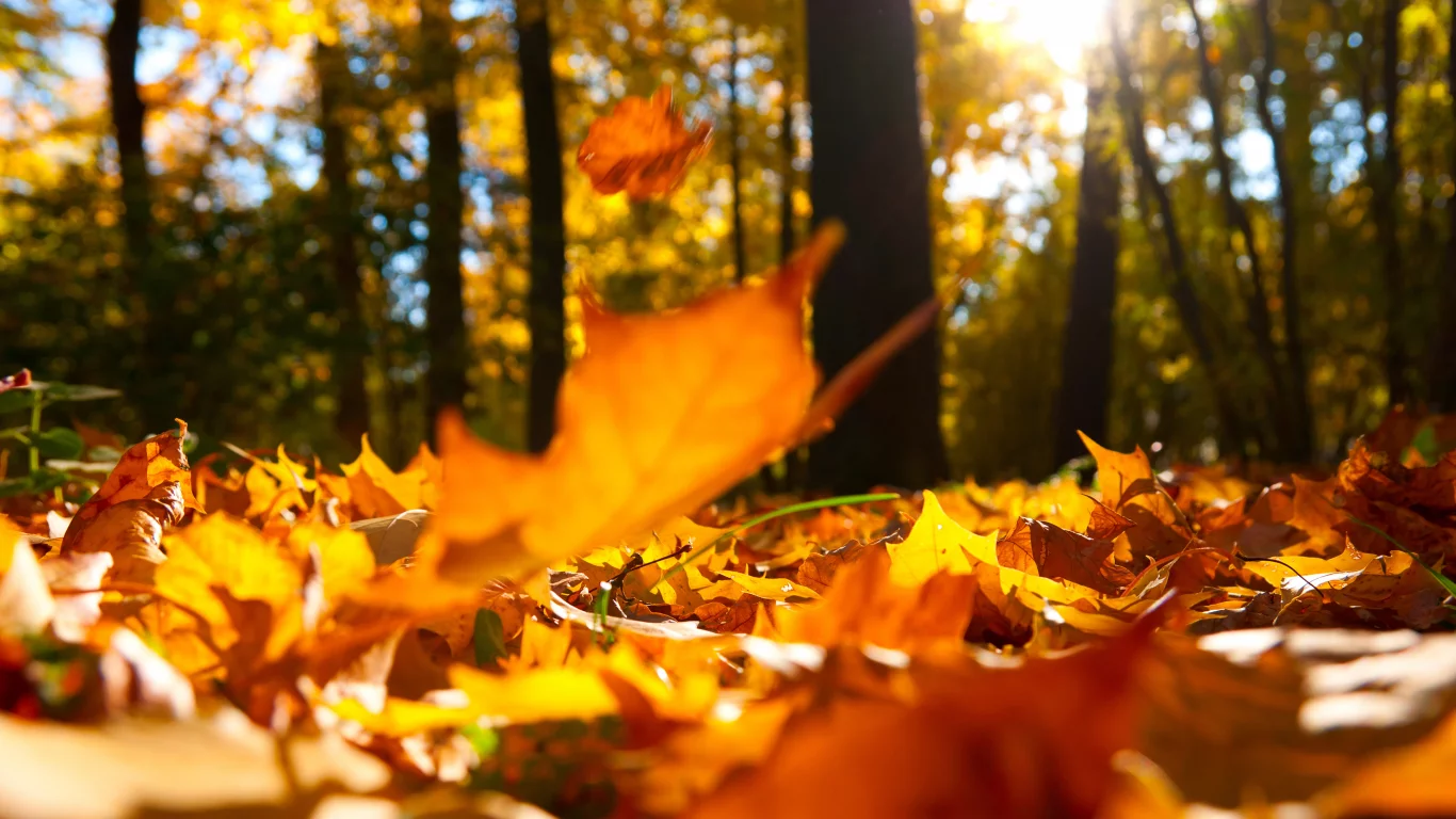 macro, beautiful, nature, falling oak yellow leaves, autumn trees , landscape, scenic, forest 