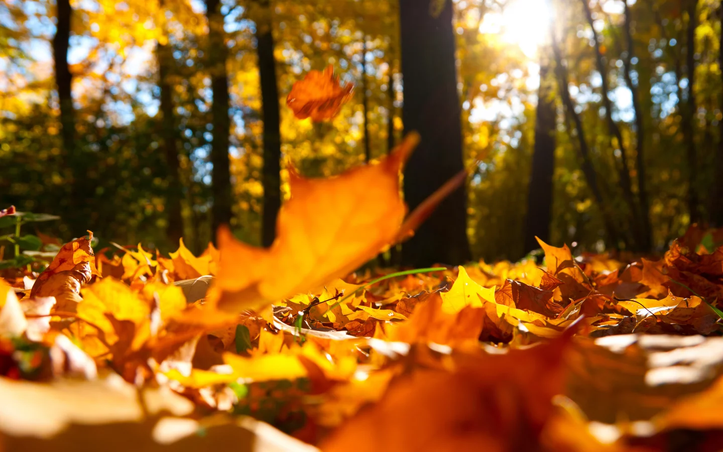 macro, beautiful, nature, falling oak yellow leaves, autumn trees , landscape, scenic, forest 
