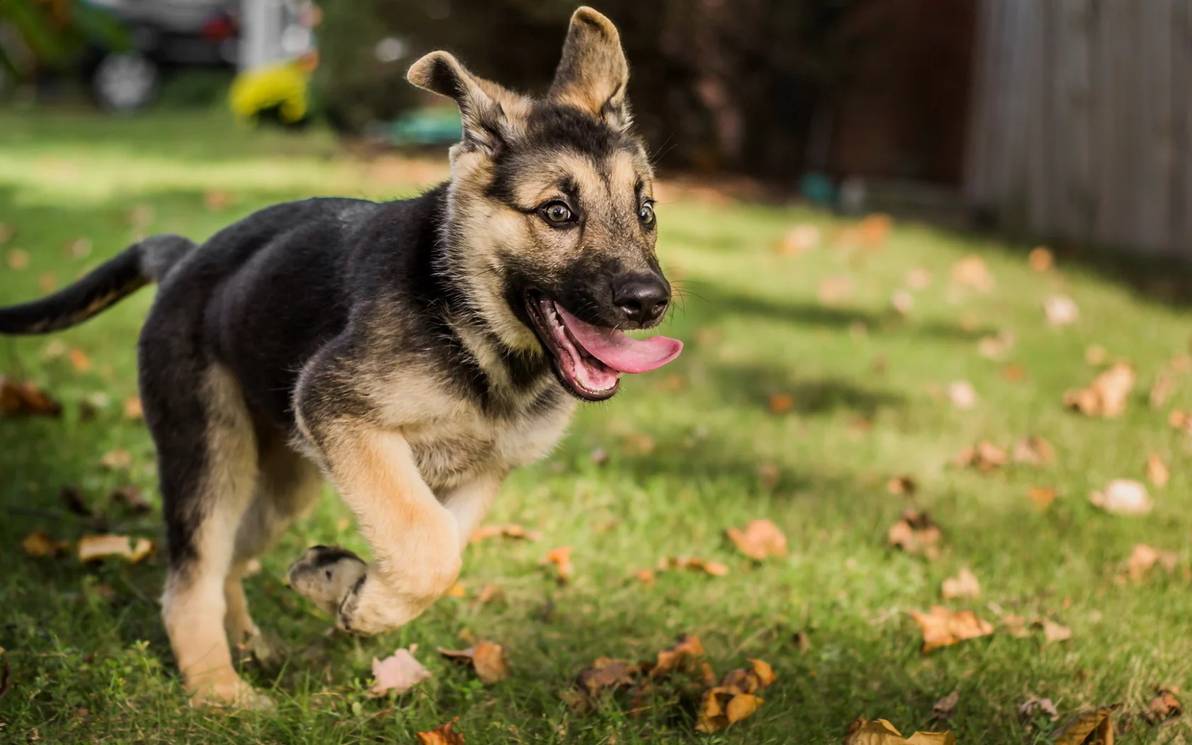german shepherd, dog, friend