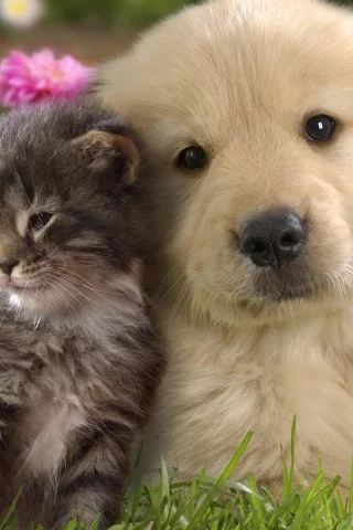 щенок, котенок, дружба