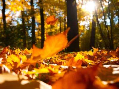 macro, beautiful, nature, falling oak yellow leaves, autumn trees , landscape, scenic, forest 