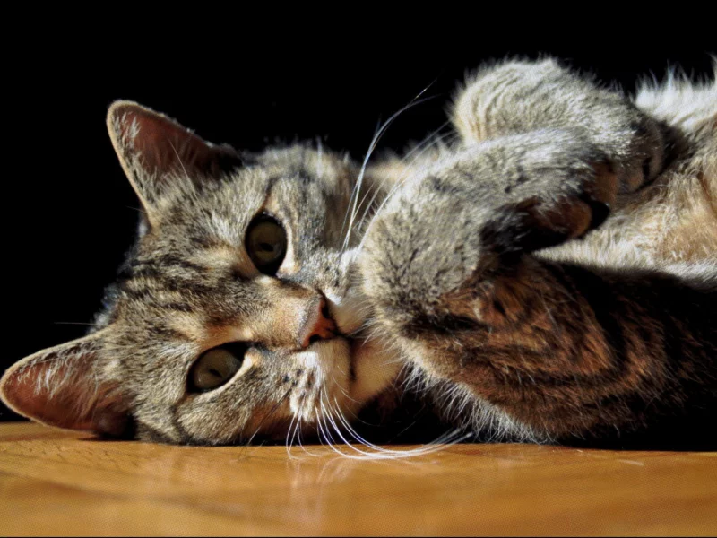 лежит, кошка, в полоску, серый, кот
