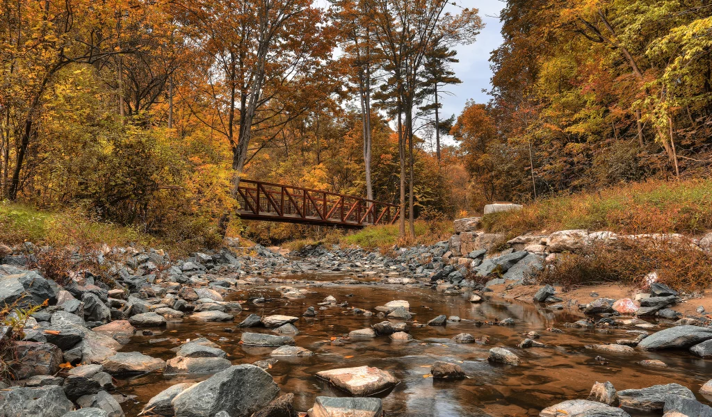 canada, wilket creek park, лес, канада, речка, мост, осень, деревья