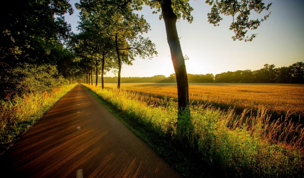 природа, field, trees, view, grass, вид, road, sunset, nature, walk, forest