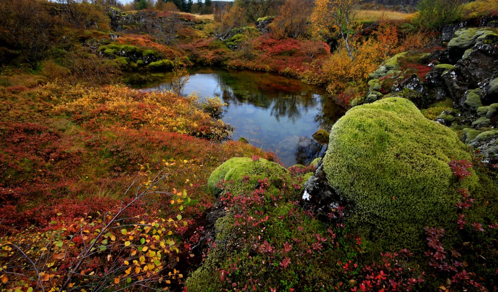 national park thingvellir, исландия, деревья, мох, камни, озеро