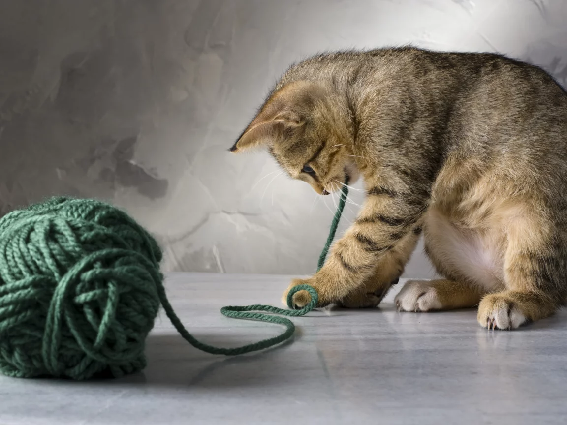 кот, играет, котенок, зеленые, кошка, полосатая, нитки