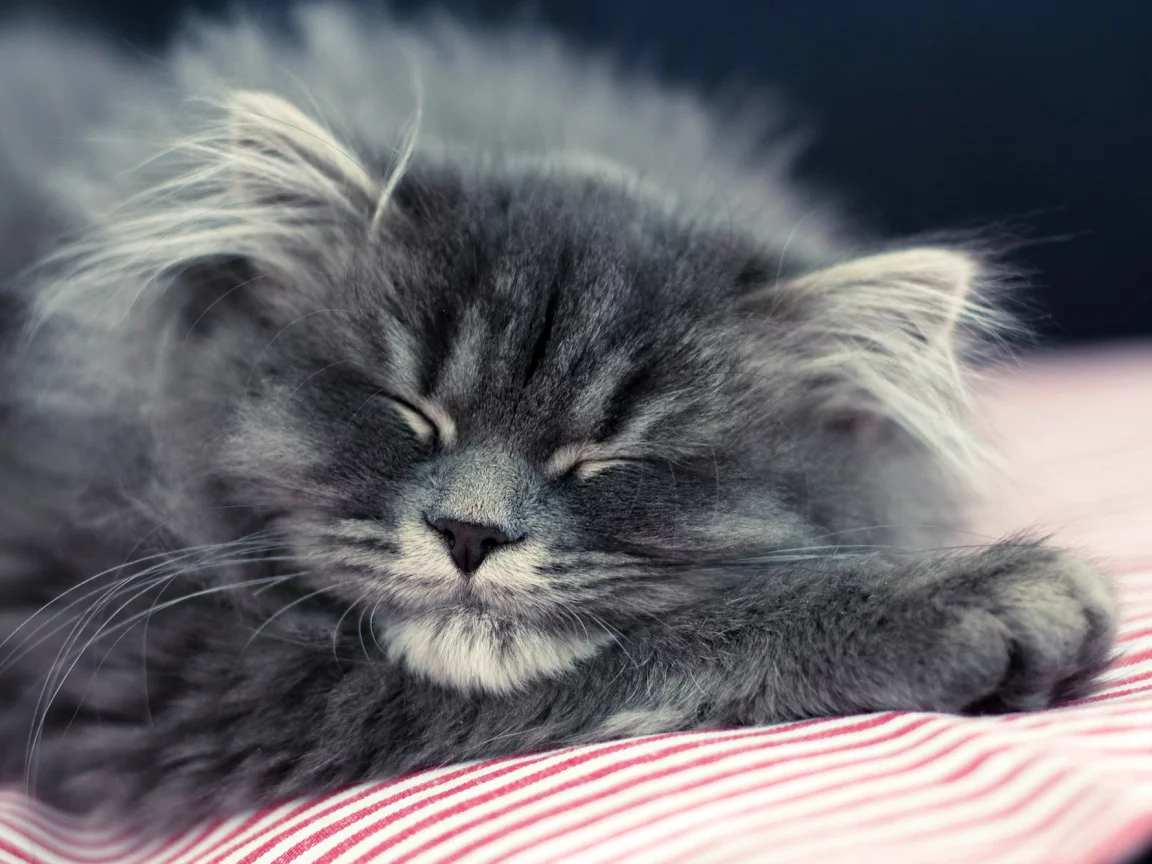 кошка, лежит, пушистый, спит, котенок, кот, серый