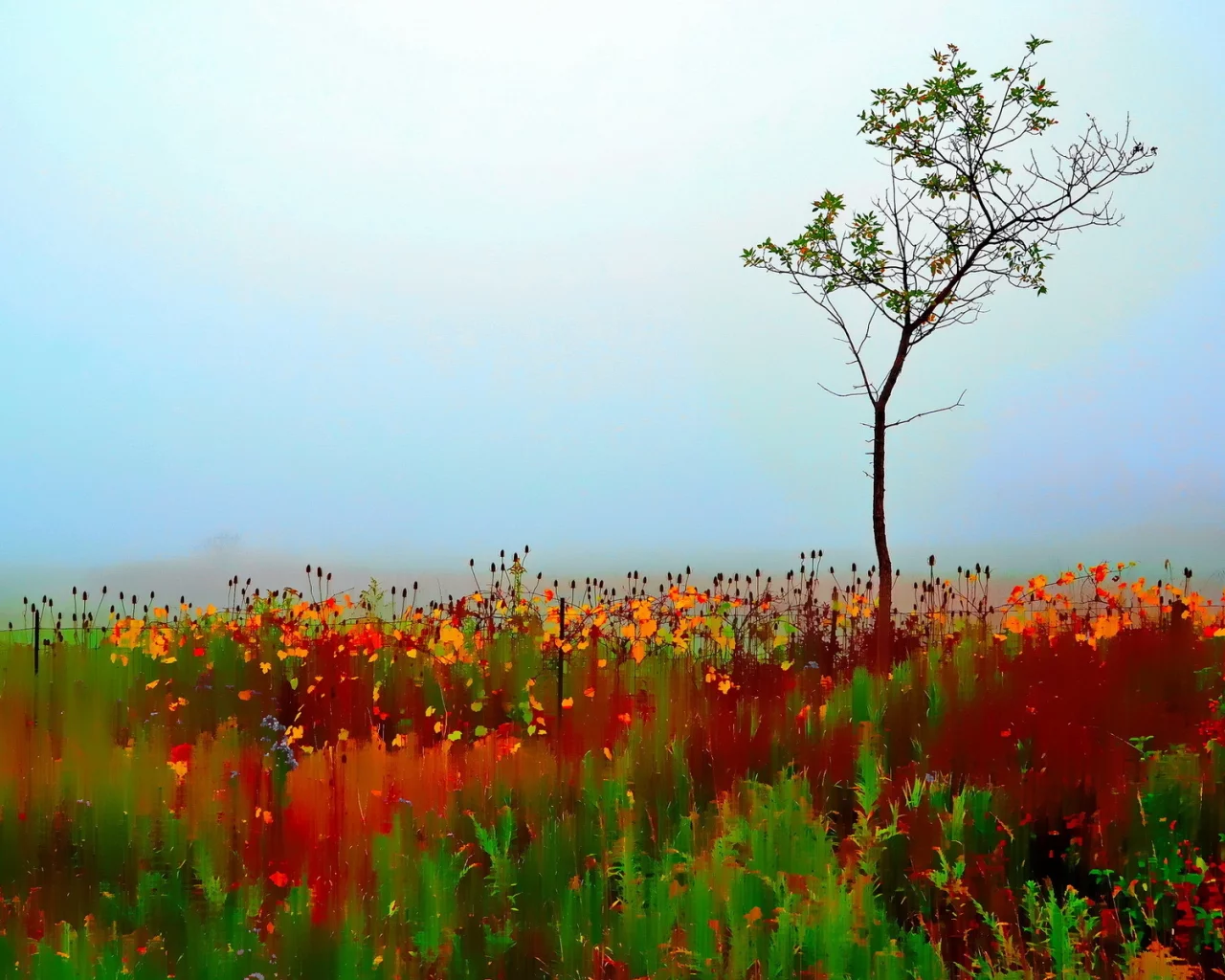 tree, autumn, single, painterly, colorful, blur, selective