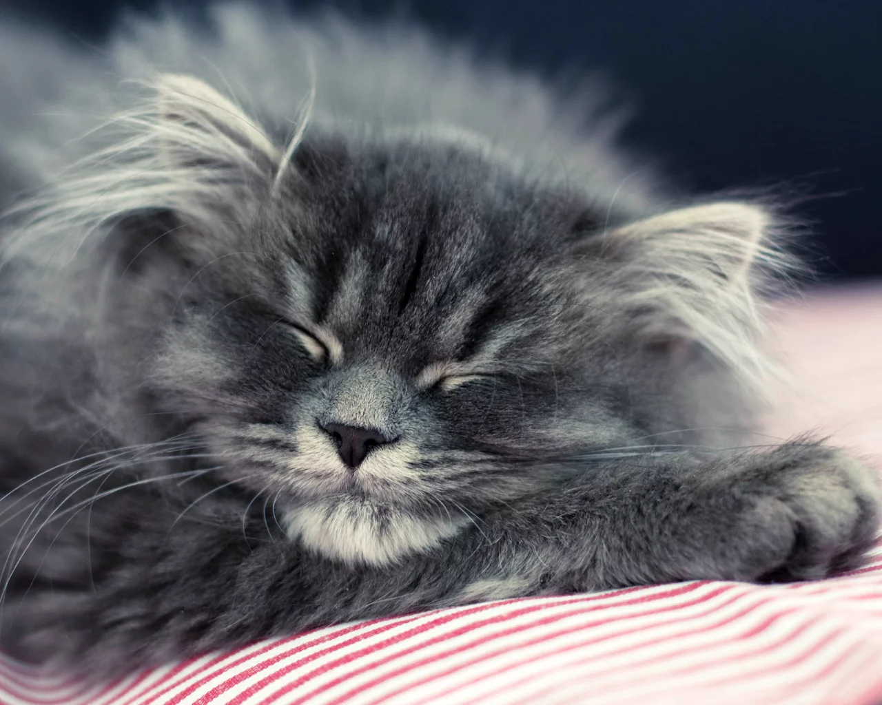 кошка, лежит, пушистый, спит, котенок, кот, серый