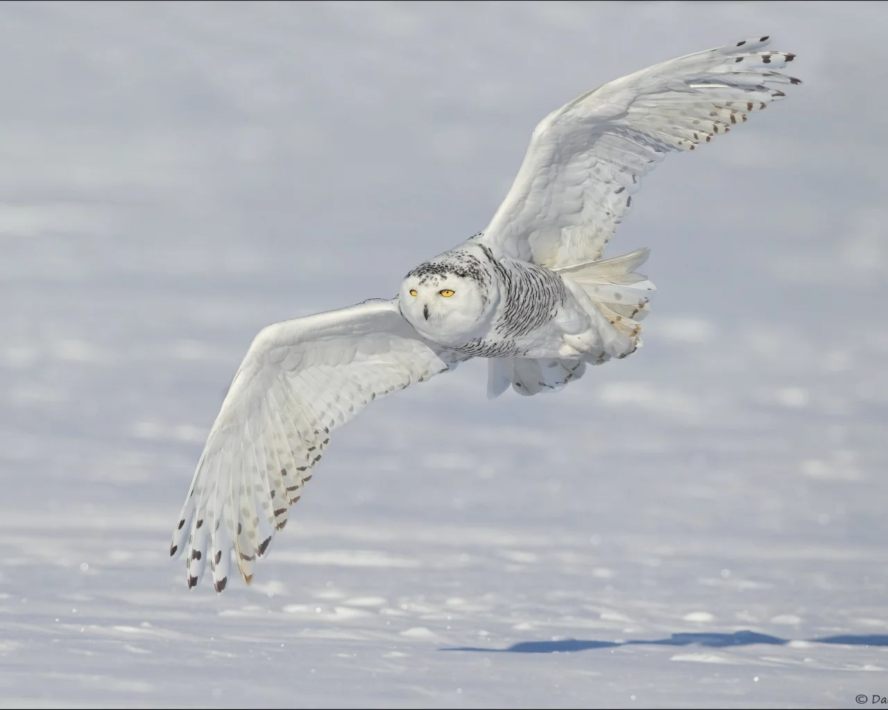 snowy owl, снег, крылья, белая сова, зима, полярная сова