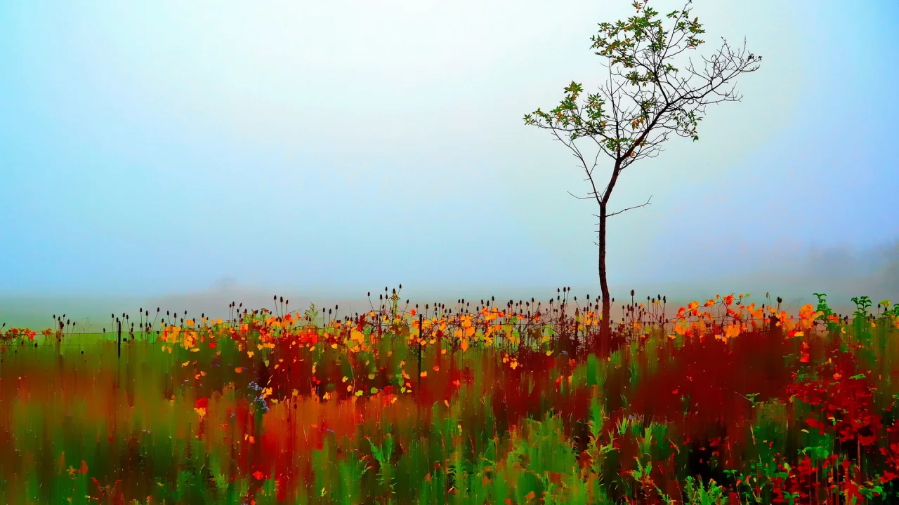 tree, autumn, single, painterly, colorful, blur, selective