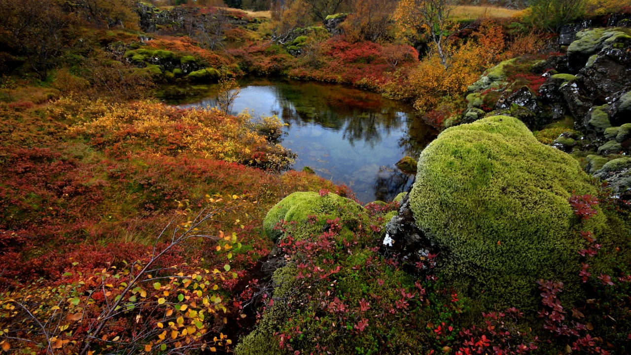 national park thingvellir, исландия, деревья, мох, камни, озеро