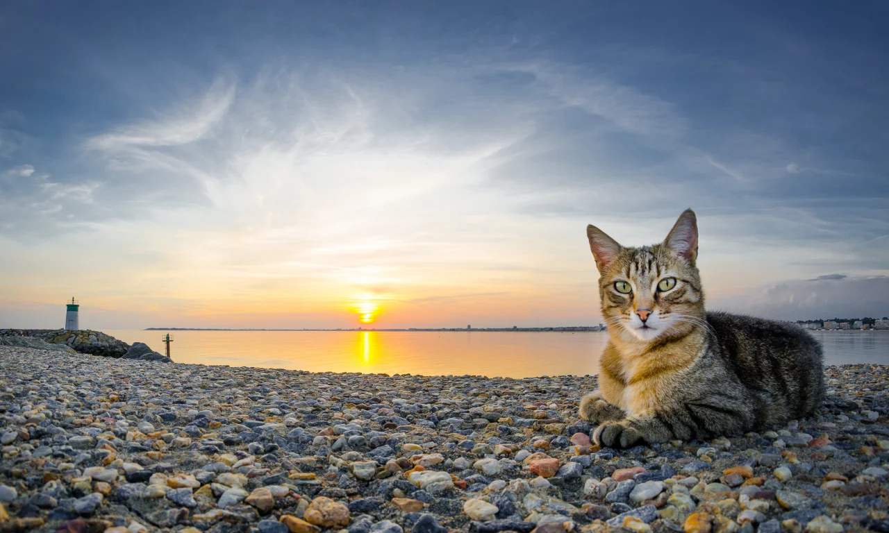 кот, закат, камни, кошка, пейзаж, вода, небо, солнце