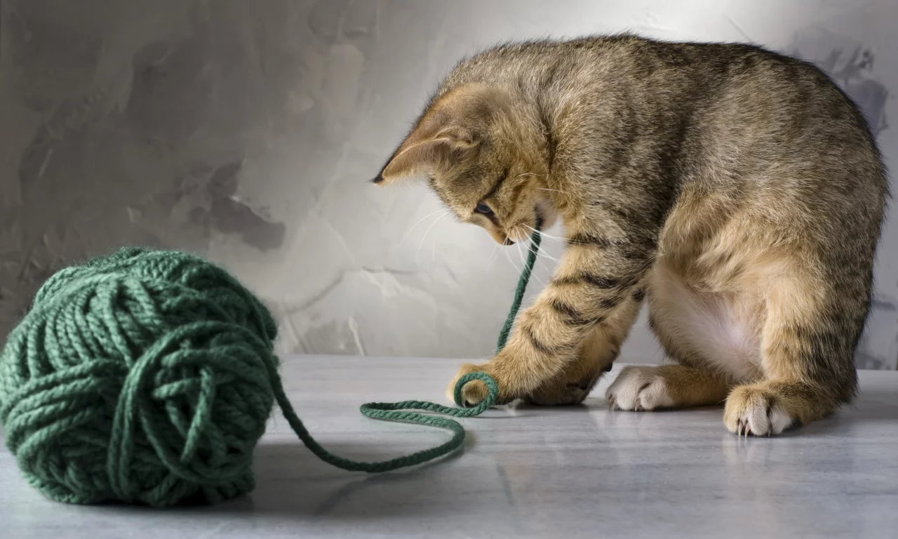 кот, играет, котенок, зеленые, кошка, полосатая, нитки