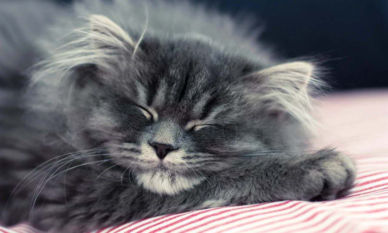 кошка, лежит, пушистый, спит, котенок, кот, серый