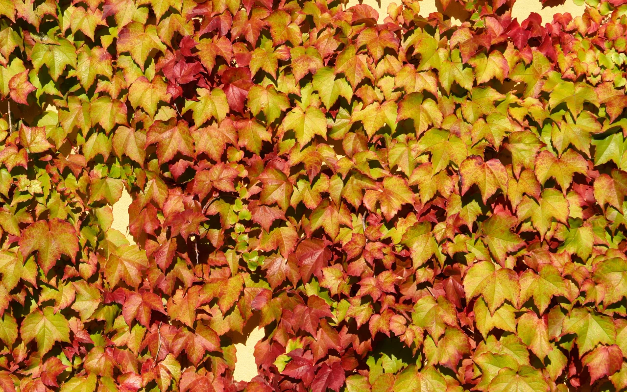 vine, wall, leaf colors