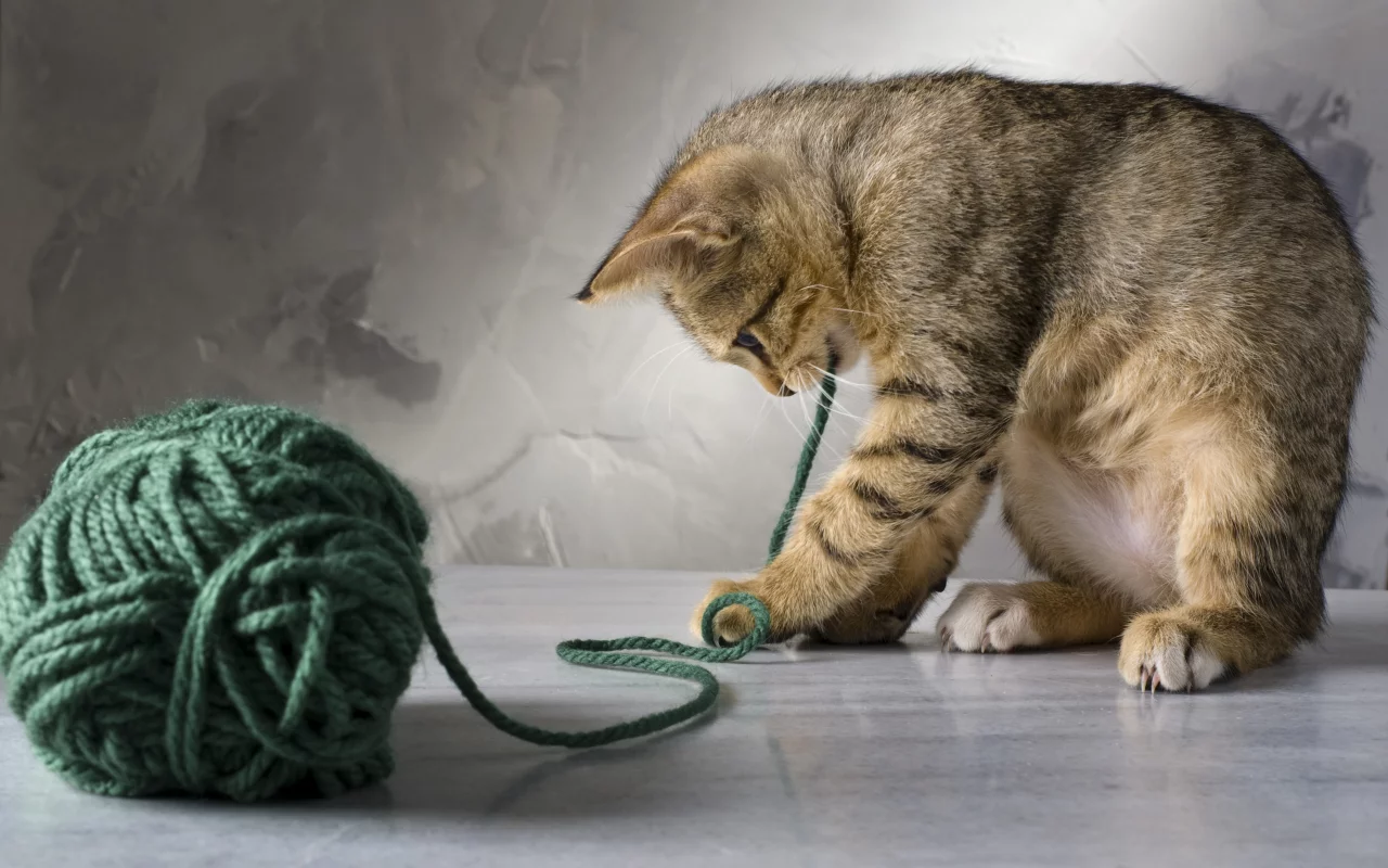 кот, играет, котенок, зеленые, кошка, полосатая, нитки