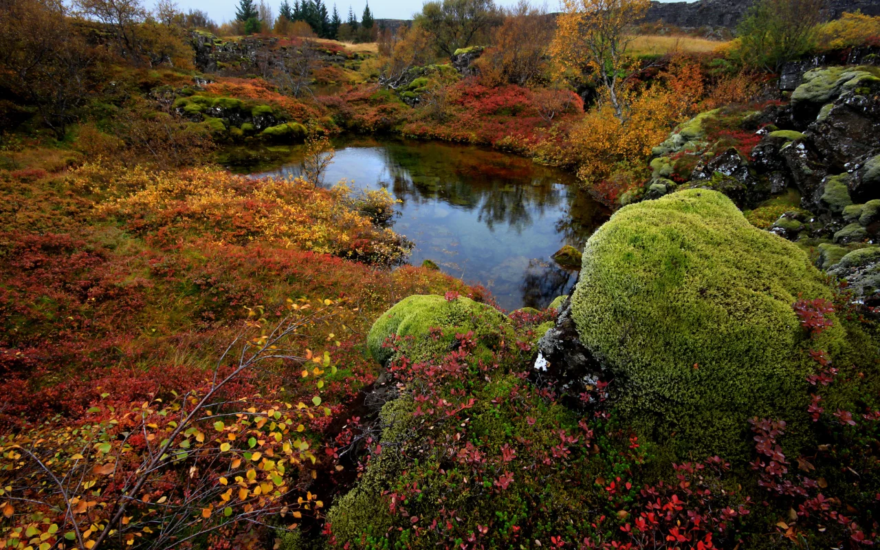 national park thingvellir, исландия, деревья, мох, камни, озеро
