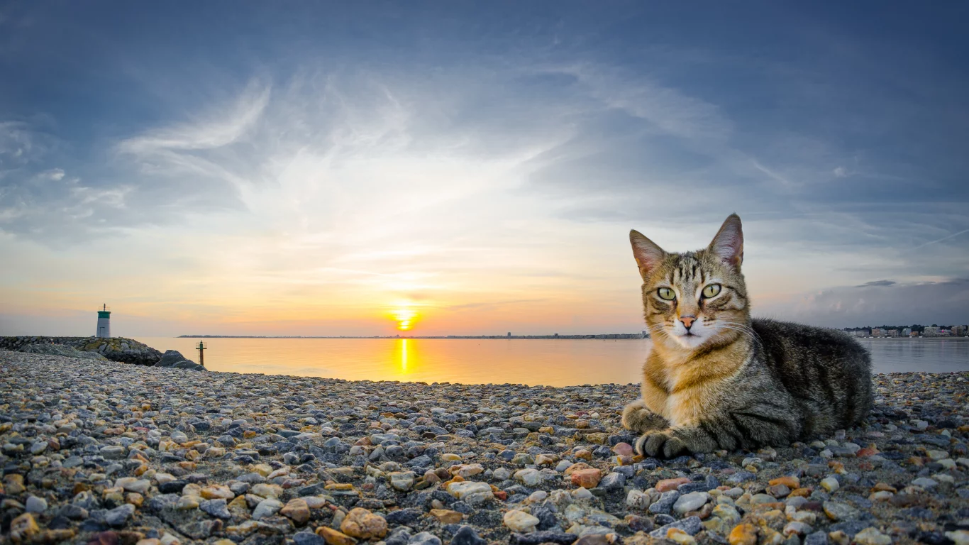 кот, закат, камни, кошка, пейзаж, вода, небо, солнце
