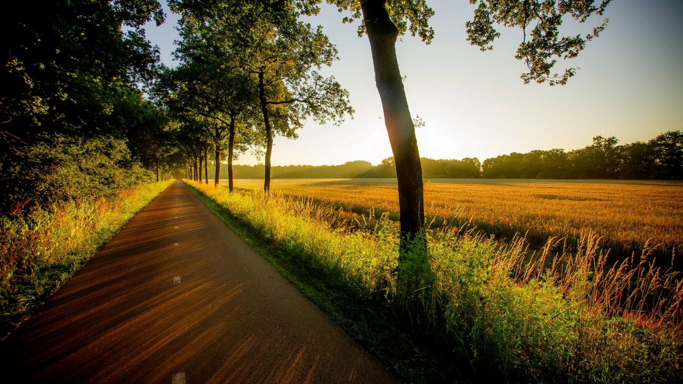природа, field, trees, view, grass, вид, road, sunset, nature, walk, forest