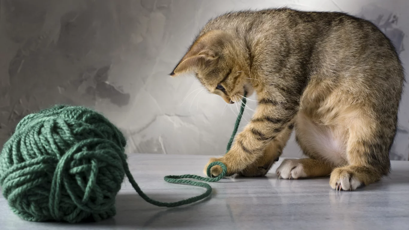 кот, играет, котенок, зеленые, кошка, полосатая, нитки
