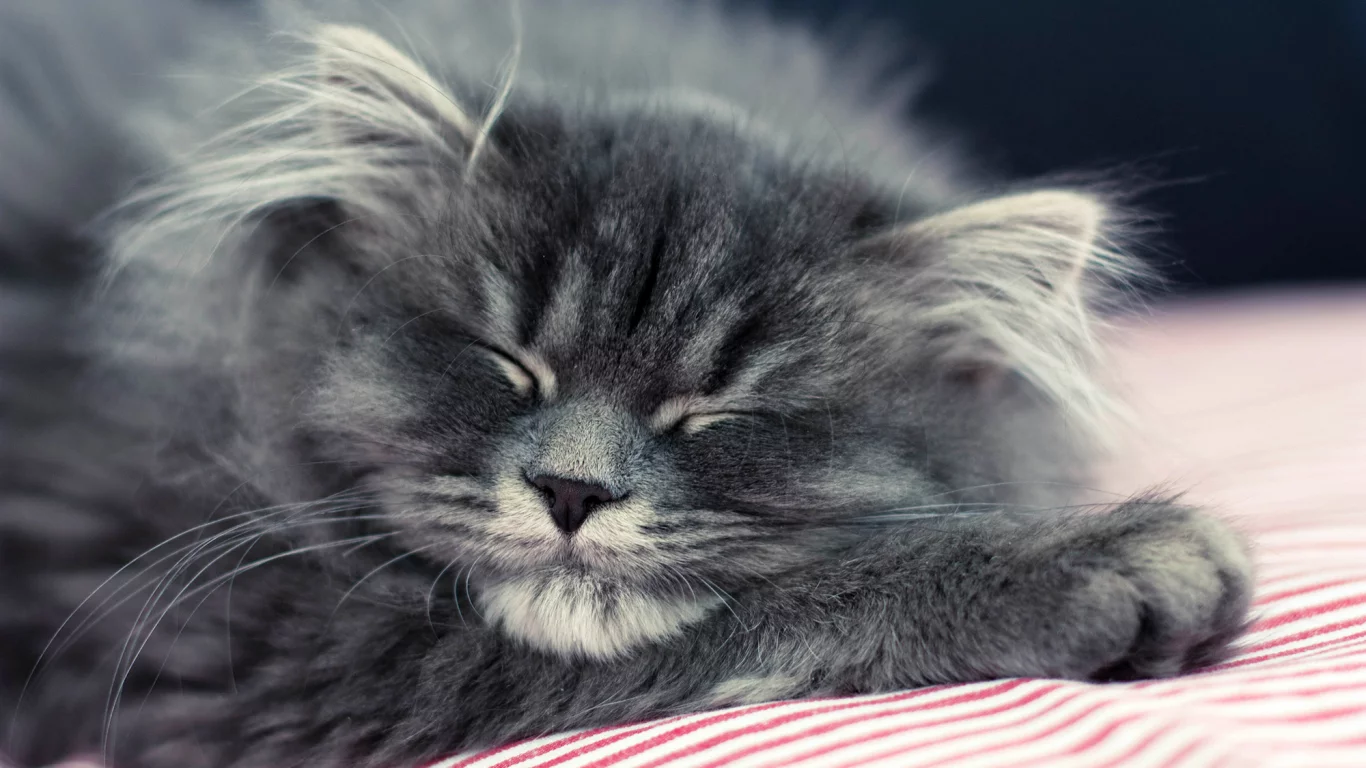 кошка, лежит, пушистый, спит, котенок, кот, серый
