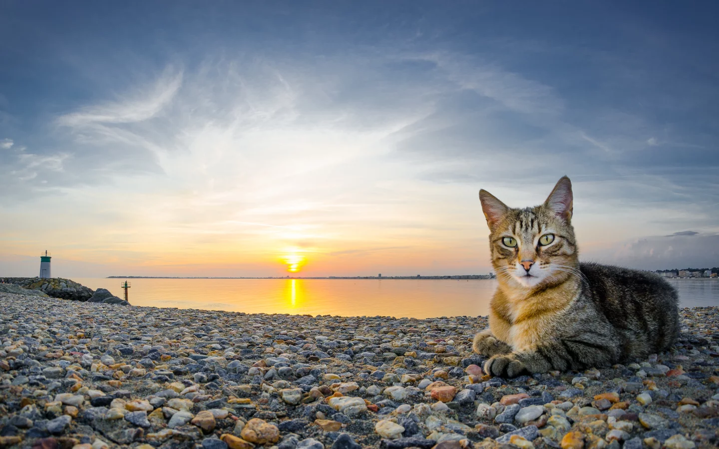 кот, закат, камни, кошка, пейзаж, вода, небо, солнце