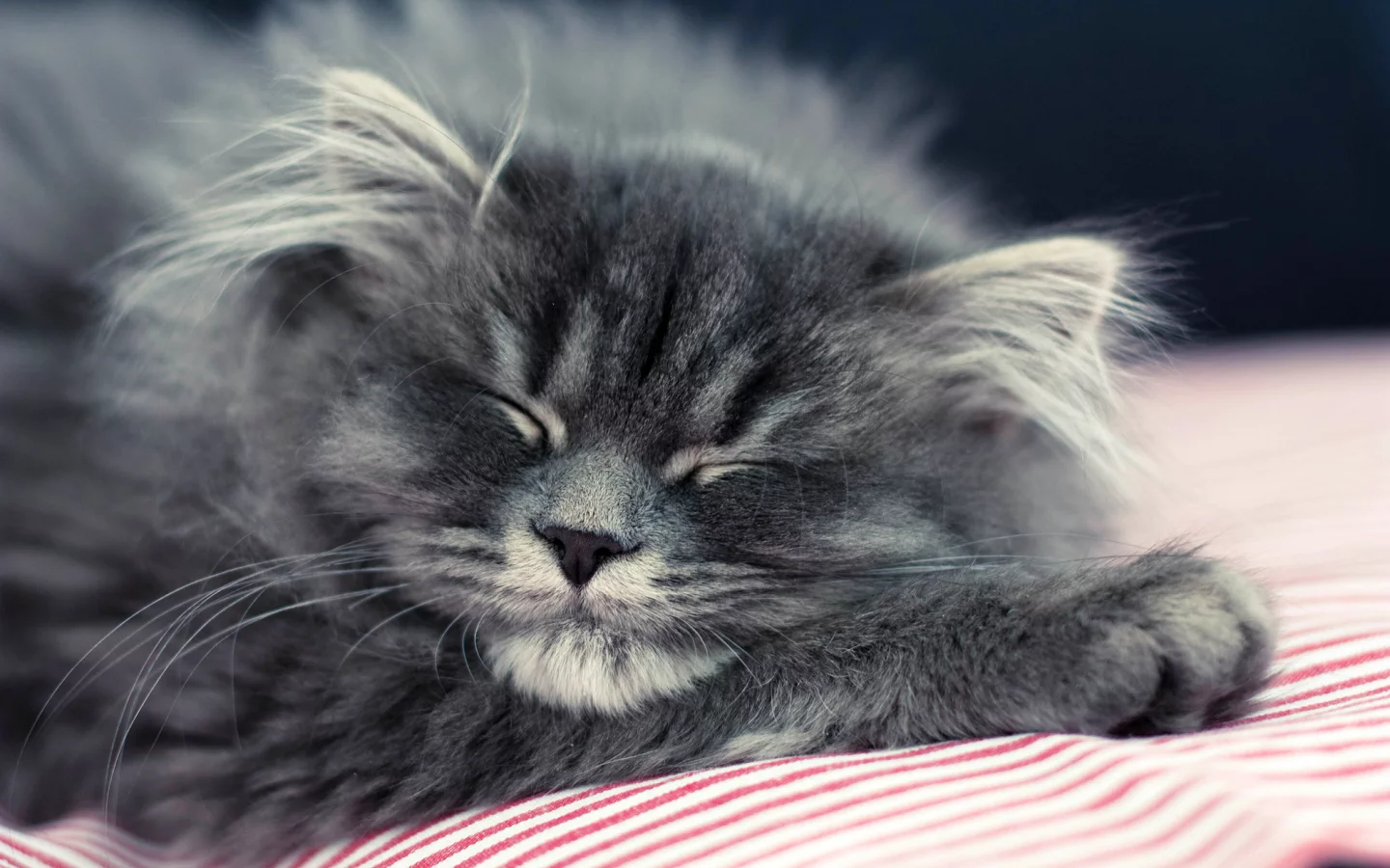 кошка, лежит, пушистый, спит, котенок, кот, серый