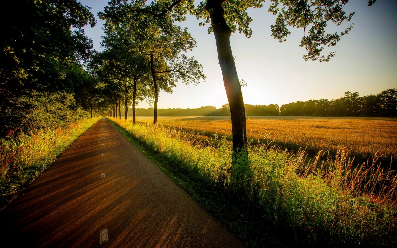 природа, field, trees, view, grass, вид, road, sunset, nature, walk, forest