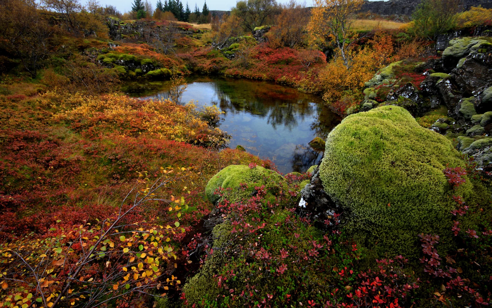 national park thingvellir, исландия, деревья, мох, камни, озеро