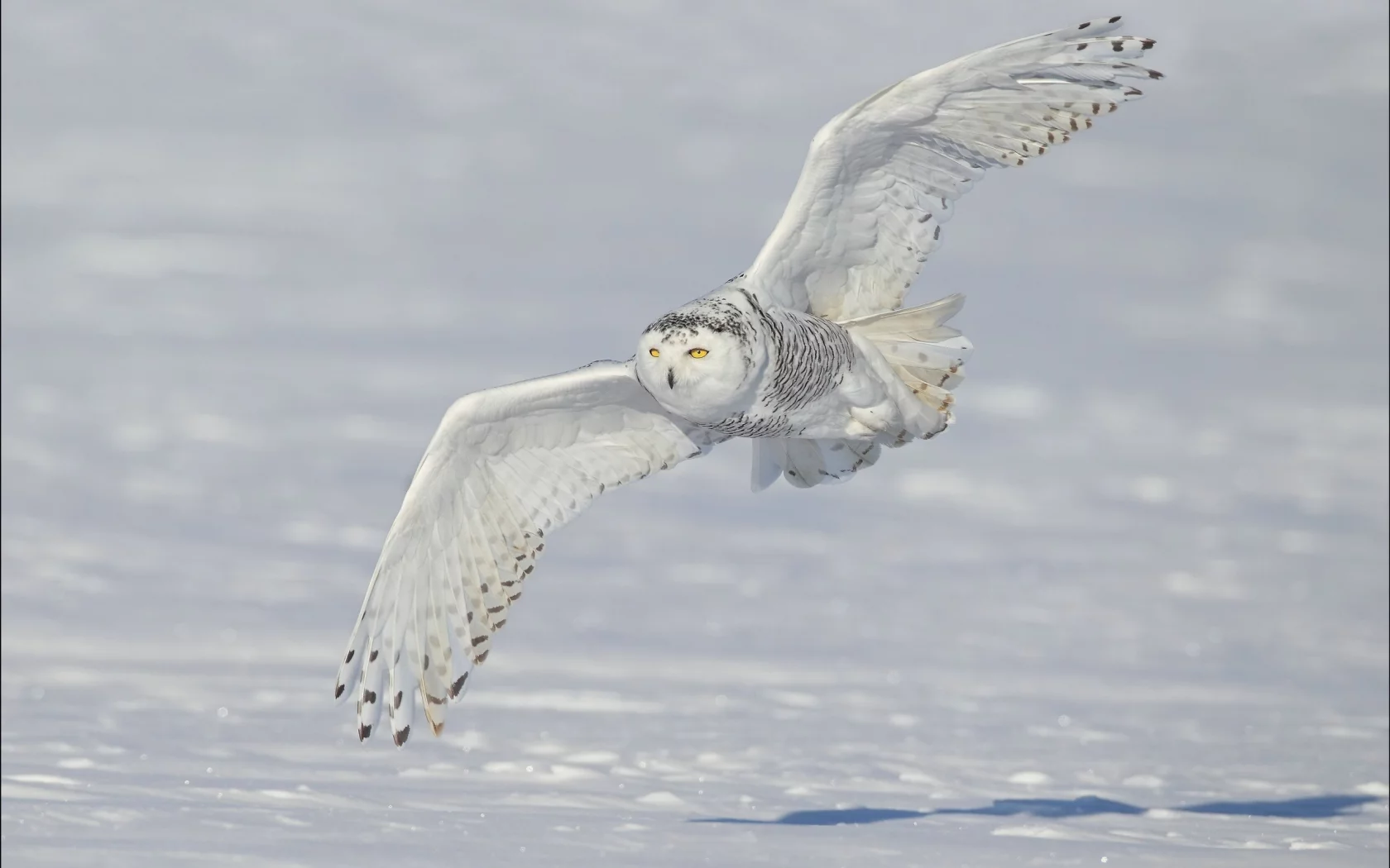 snowy owl, снег, крылья, белая сова, зима, полярная сова