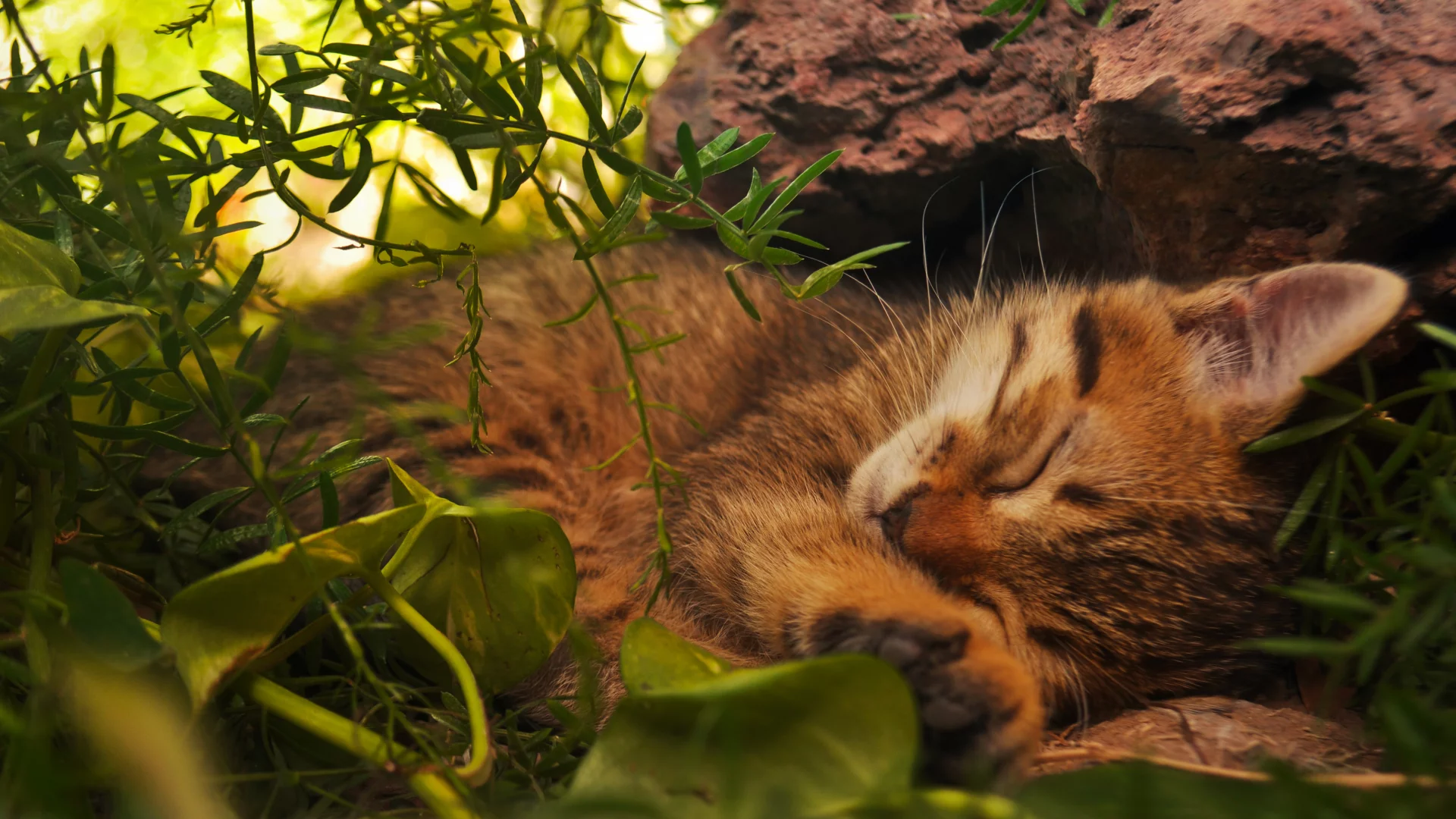зеленые, листья, кот, котенок, спит, лежит, кошка, рыжий