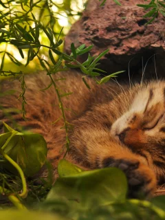 зеленые, листья, кот, котенок, спит, лежит, кошка, рыжий